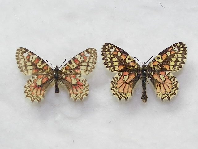 Zerynthia rumina honoratii (extinct from france pair abberant) (Internet Image property of respective owner, non-commercial use only)